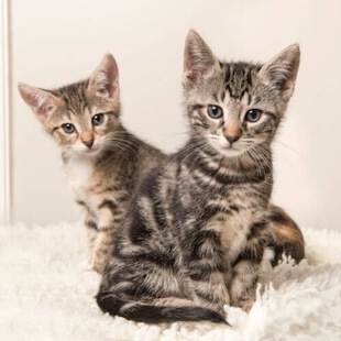 Cat Services in Ithaca