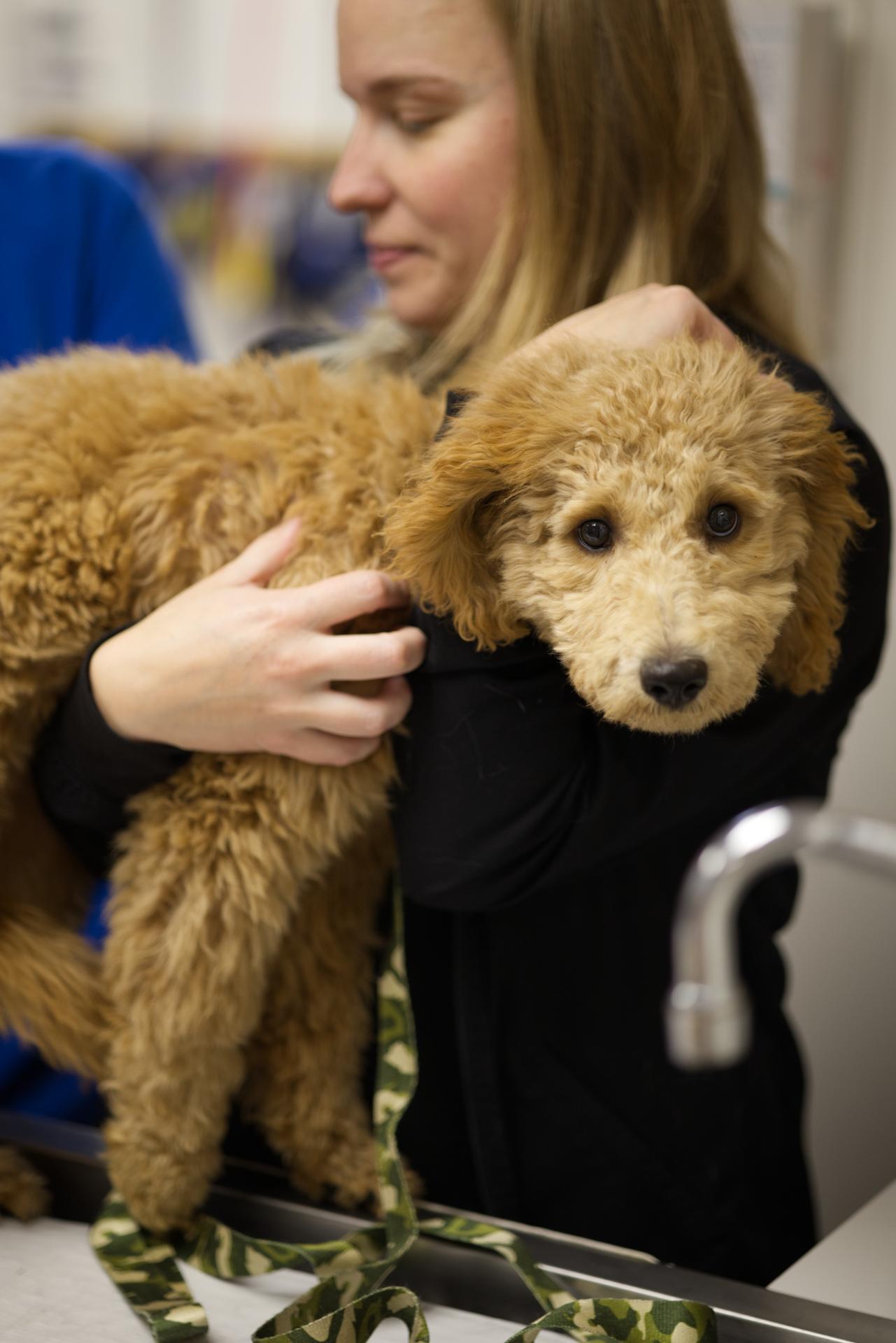 Carissa Licensed Veterinary Technician Ithaca NY